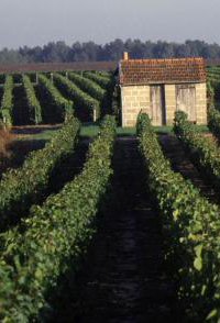 Vignoble de Montlouis